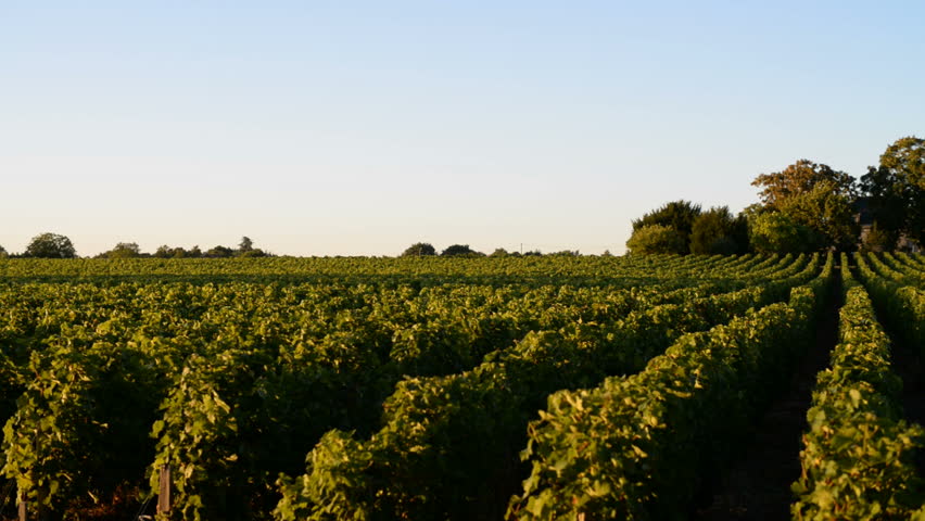 Header of Medoc