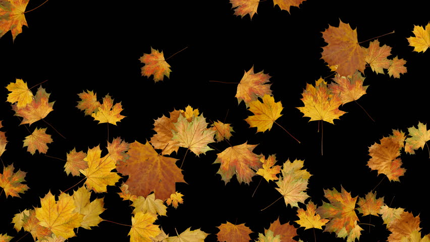 Falling Leaves On White Background Stock Footage Video 3552230 ...