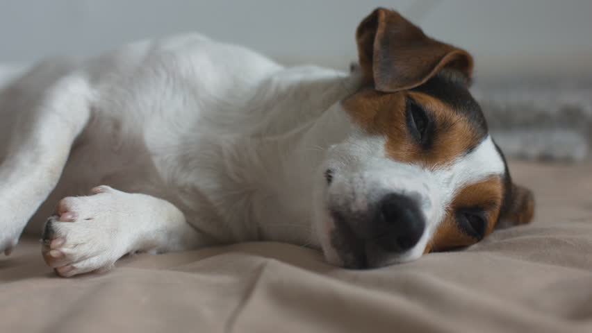 sleeping jack russell