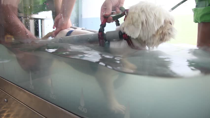 Header of hydrotherapy