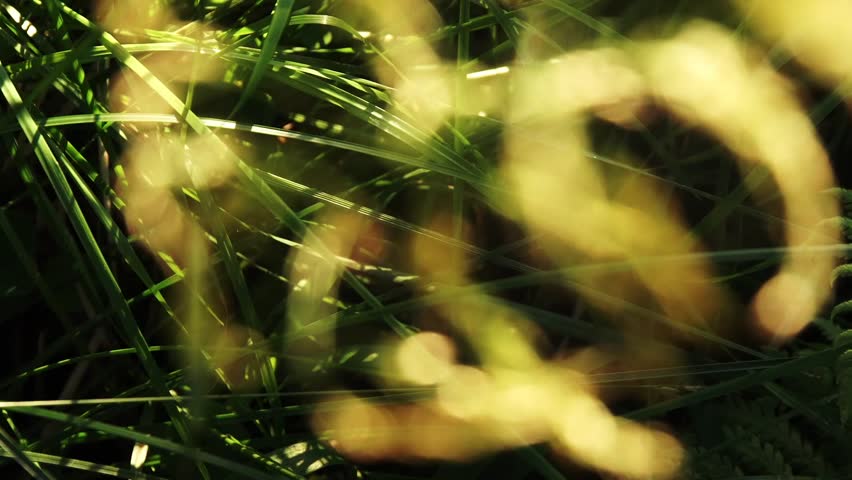 Header of Webb