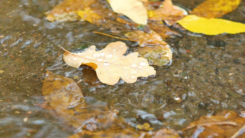 Лист в воде крупнее