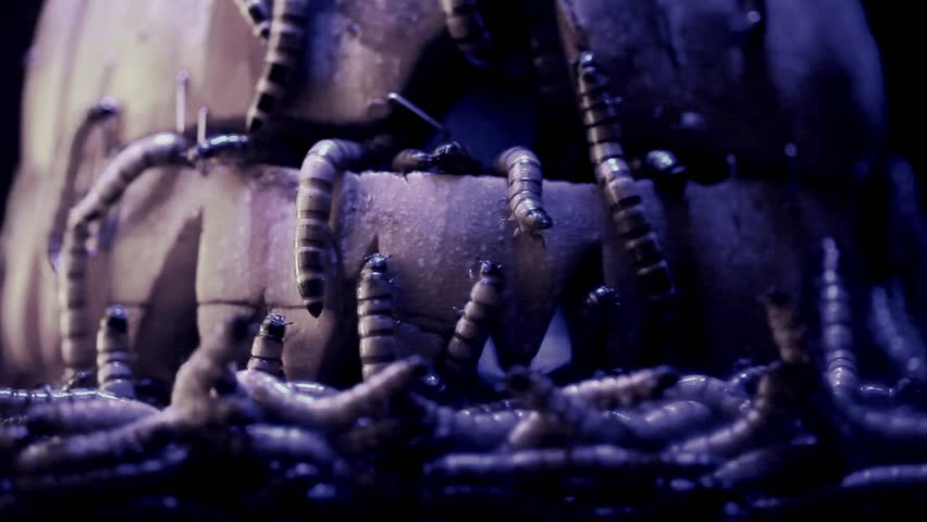 Header of dire