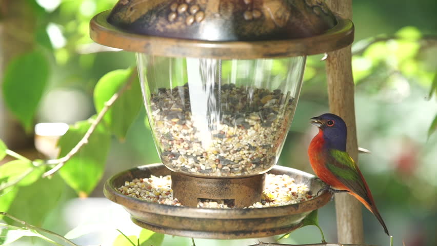 Beautiful Painted Bunting At Feeder Stock Footage Video 100