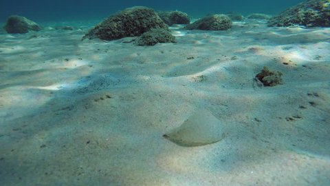 Морская донная. Ил на дне моря. Донные отложения. Морские донные отложения. Ил в море.