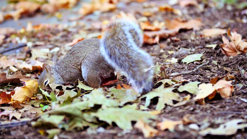 Header of Acorn Nut
