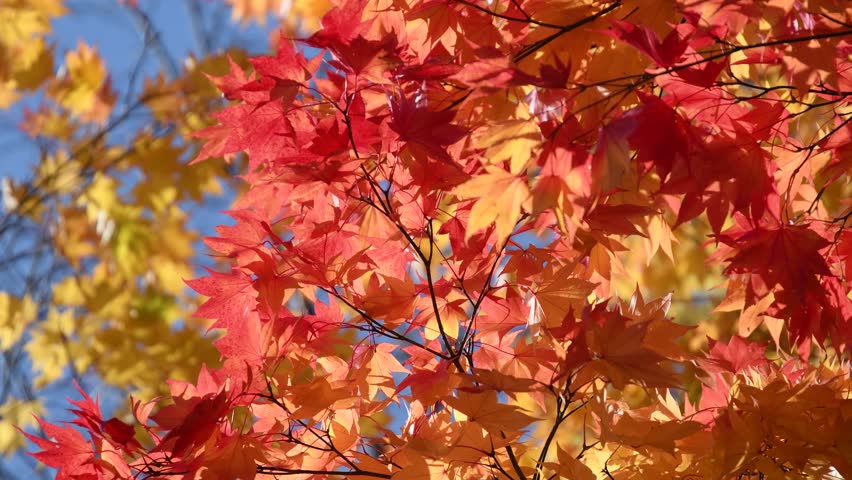 Fall Maple Leaves Blowing In The Wind Stock Footage Video 3330947 ...