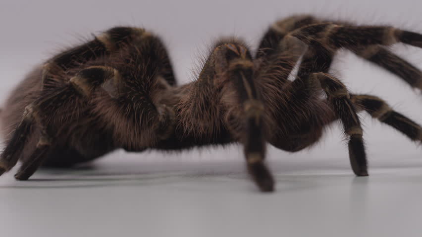 Header of crawl