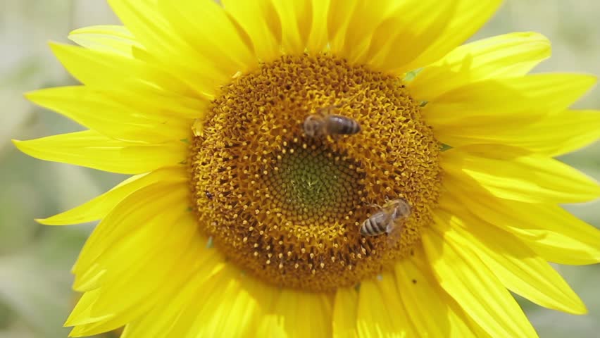 Header of sunflower