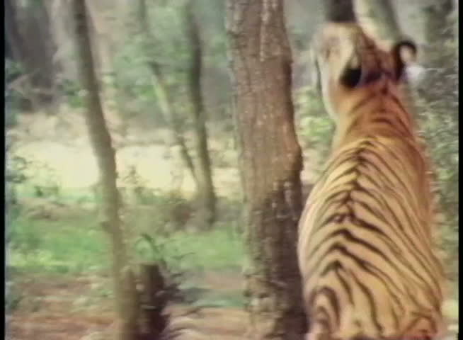 Tiger Jumping Stock Video Footage - 4K and HD Video Clips | Shutterstock