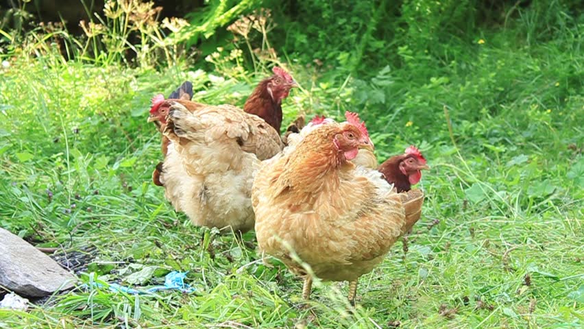 Stock video of chickens lie in tall grass | 2113805 | Shutterstock