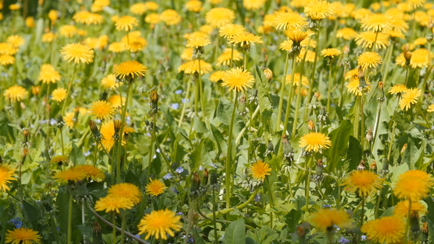 Desborough Northamptonshire Uk April 20 2017 Tracking A Dolly Shot Of Dandelions In Gry Field