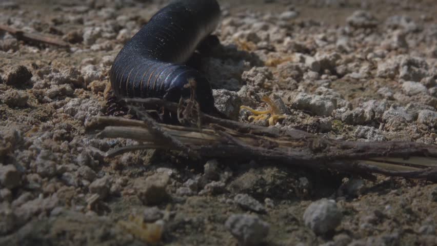 Header of millepede