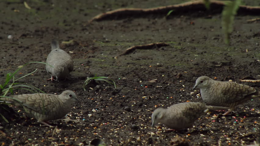 Mourning Doves Feeding Hd Mourning Stock Footage Video 100