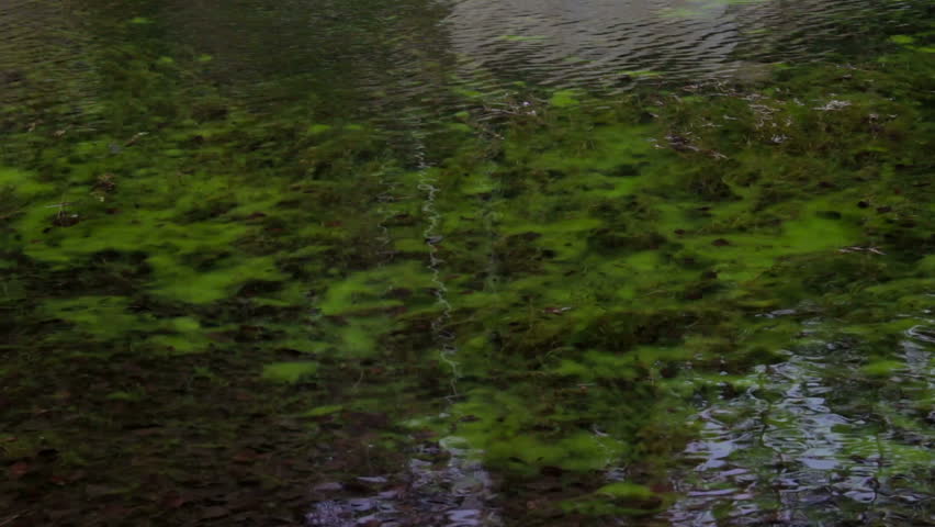 Mirror Lake with trees and Algae in water image - Free stock photo ...