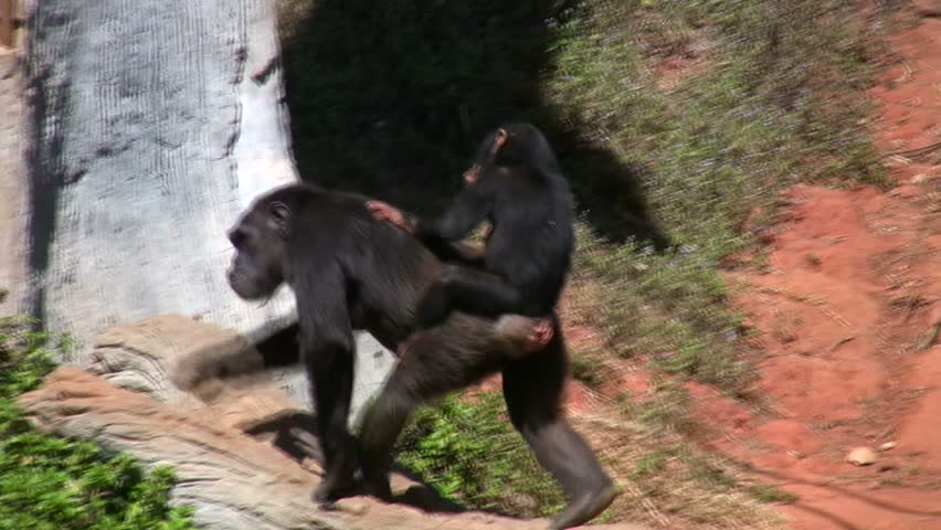Header of primate