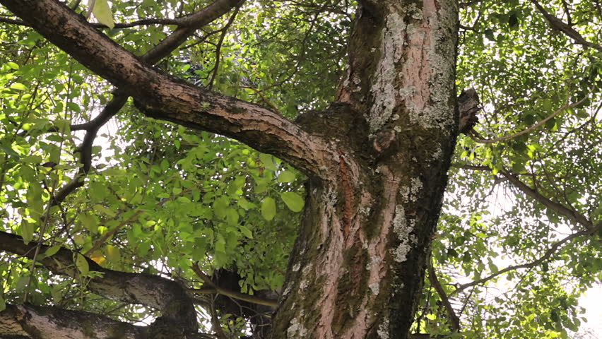 Up Of A Tree Covered In Tree Tilt Up Hd Stock Footage 100 Royalty