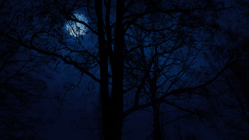 Time Lapse Of Full Moon Raising. Trees Woods Silhouettes. Night Sky ...