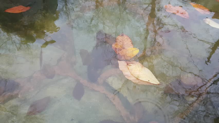 Header of fishy