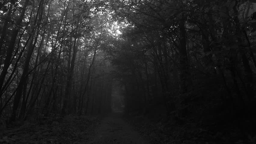 Walking On A Path In The Forest, While Dense Fog Surrounds Everything ...