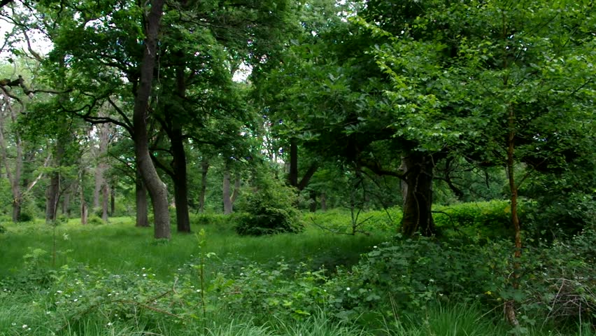 Olive Green Tree Growing In The Garden Natural Sunny Background Ancient Forest Of Sababurg In Germany Hd Stock Footage Clip