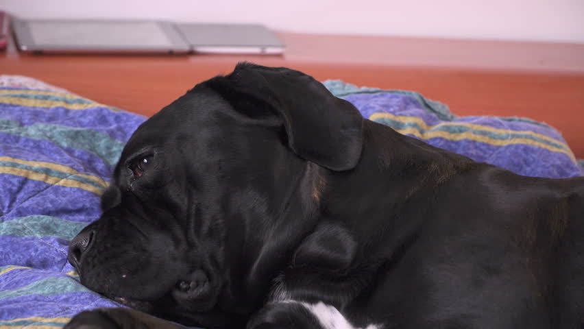 Junior Young Cane Corso 14m Stock Footage Video 100 Royalty Free 22636105 Shutterstock