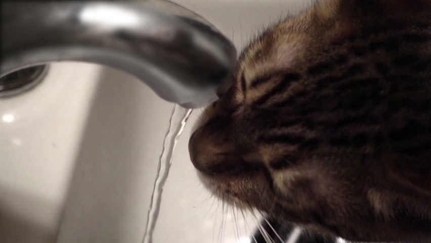 Cat Drinking Water From Sink Faucet Overhead Of Kitty Licking