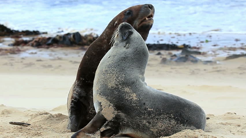 Stock video of new zealand sea lions mating dance | 2268425 | Shutterstock