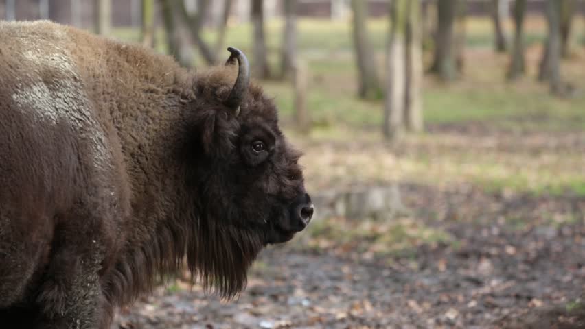 Bison Isolated Stock Footage Video | Shutterstock