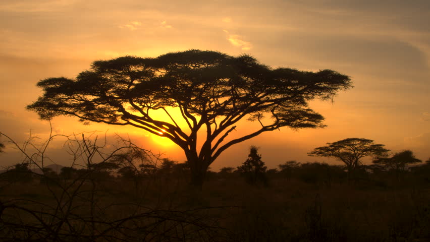 Typical African Golden Sunset With Acacia Tree In Serengeti National ...