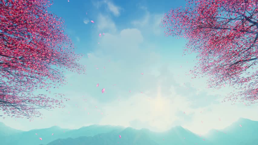 4k00 20flowering Sakura Cherry Treetops And Pink Petals Falling From