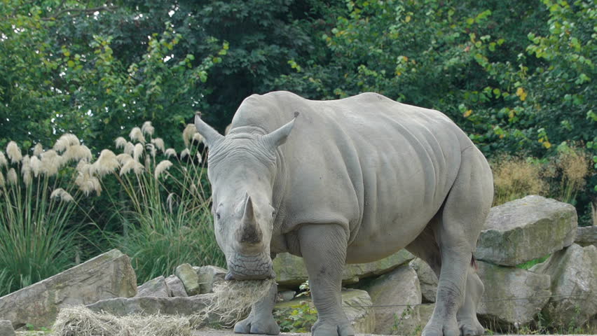 Stock Video Clip of The big gray rhinoceros eating some grasses ...