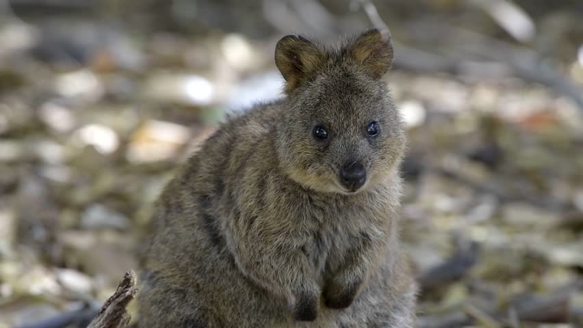 Quokka In The Shadow, Wildlife On Rottnest Island, Western Australia ...