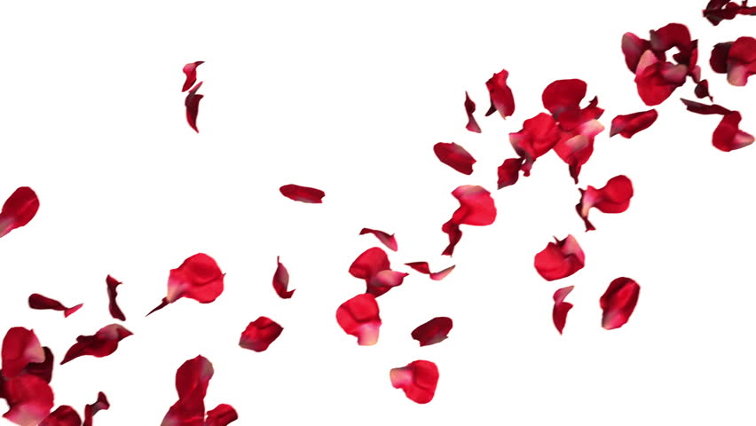 High Definition Seamless Background Animation Of Flowers Falling Stock
