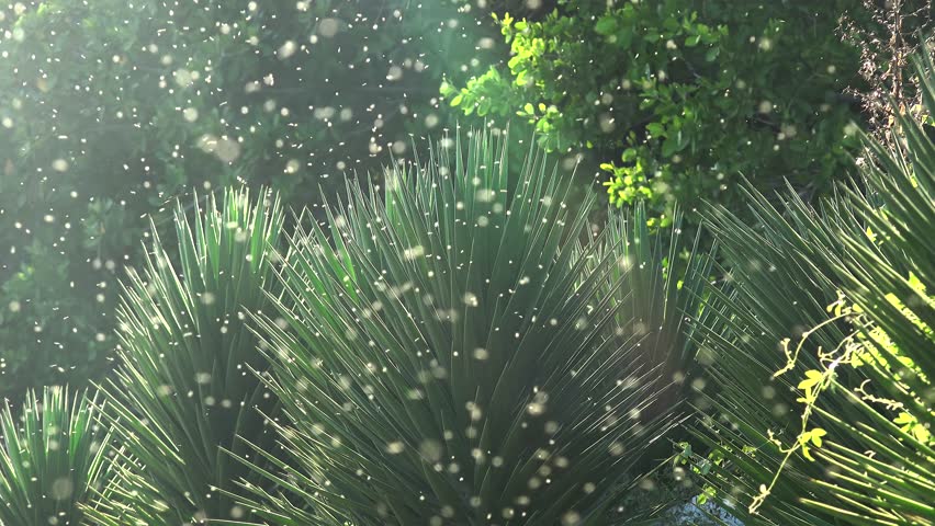 Header of GNATS