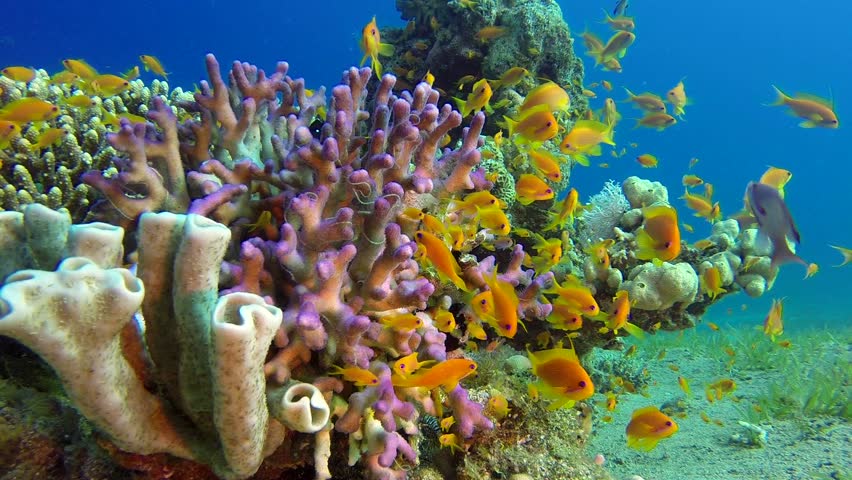 Underwater Coral Reef And Tropical Fishes. Stock Footage Video 10424312 ...