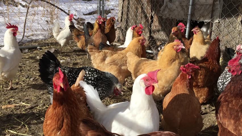 Header of cluck