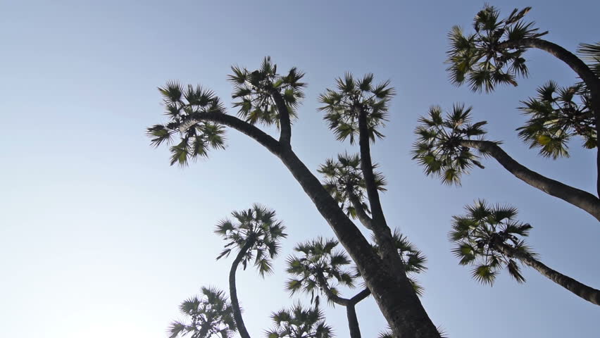 Beautiful Movie Of Palm Tree Stock Footage Video 100 Royalty Free Browse Video Categories