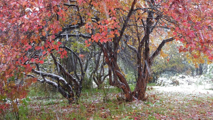 Hawthorn Tree with Red Leaves Stock Footage Video (100% Royalty-free