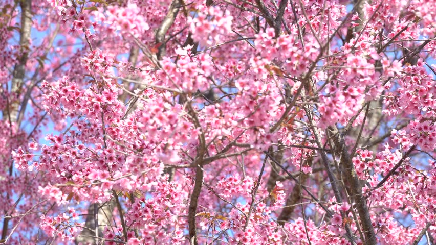 HD Exclusive Images Of Japanese Cherry Blossom Trees