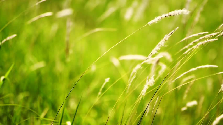 Close Up Of Paddy Rice Stalk Stock Footage Video 4036498 | Shutterstock