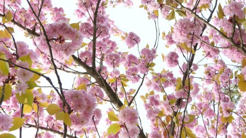 Bright Pink Flowers Of Cherry Stockvideos Filmmaterial 100