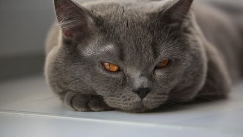 British Scottish Fold Cat Resting Stock Footage Video 100