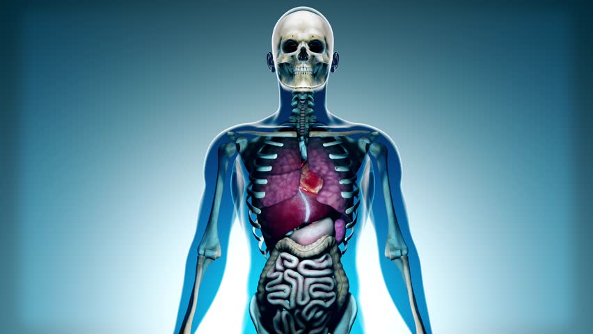 4K Sick Internal Organs And Skeleton In A Transparent Human Body