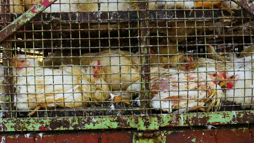 Chickens Transport In Cramped Cage On A Pickup Stock Footage Video ...