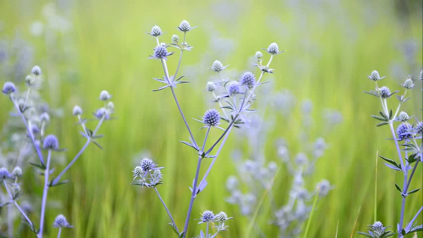 Header of Eryngium maritimum