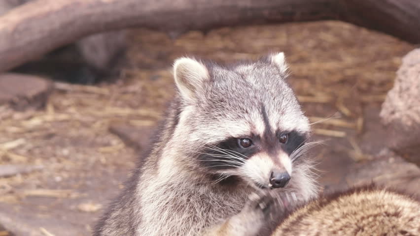 Funny Raccoon Eating Stock Footage Video (100% Royalty-free) 24962345 | Shutterstock