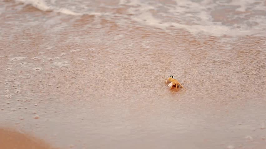 Header of crab