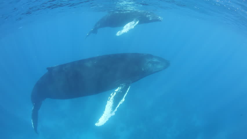 Header of baleen