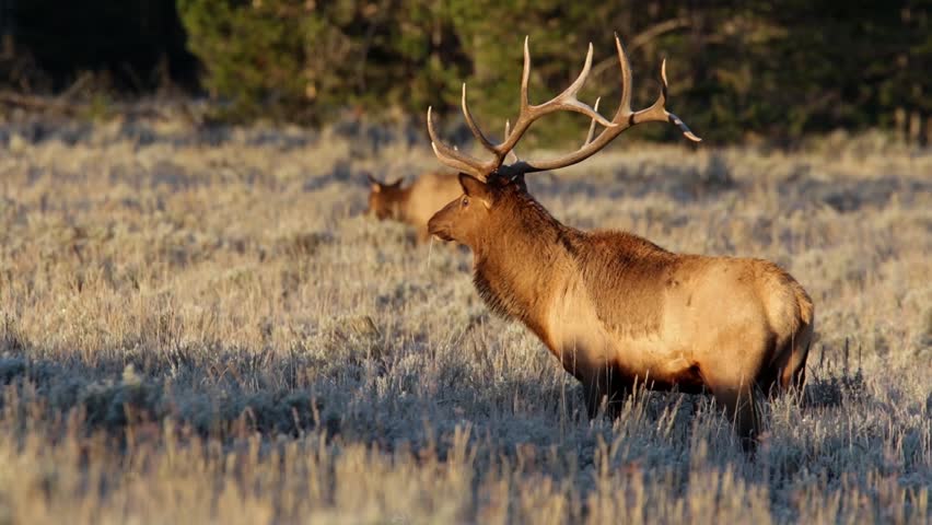 Header of elk